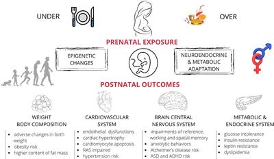 Animal Foetal Models of Obesity and Diabetes – From Laboratory to Clinical Settings